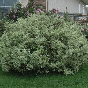 Ivory Halo Dogwood #2