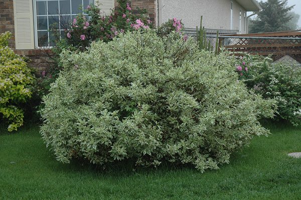 Ivory Halo Dogwood #2