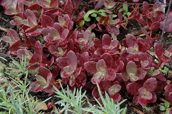 Sedum Firecracker 4in