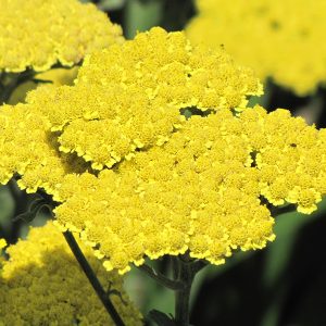 Yarrow 'Moonshine' #1
