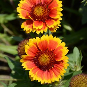 Gaillardia Arizona Sun Qt
