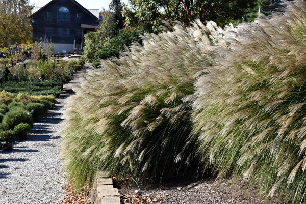 Maiden Grass 'Gracillimus'