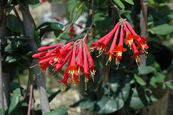 Honeysuckle 'Major Wheeler' #1