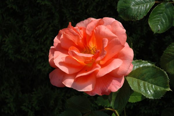 Rose 'Above All' #2