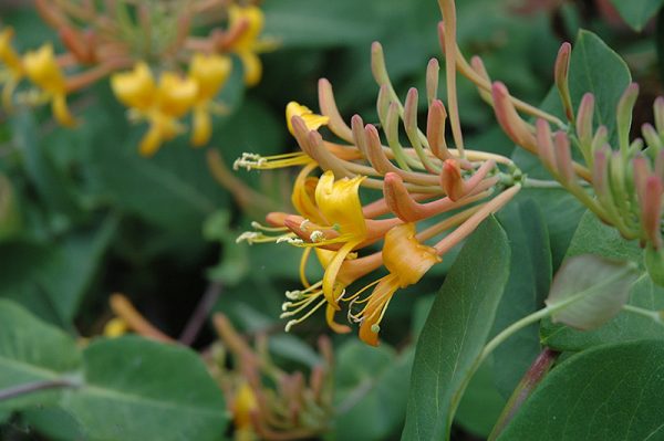 Honeysuckle 'Mandarin' #1