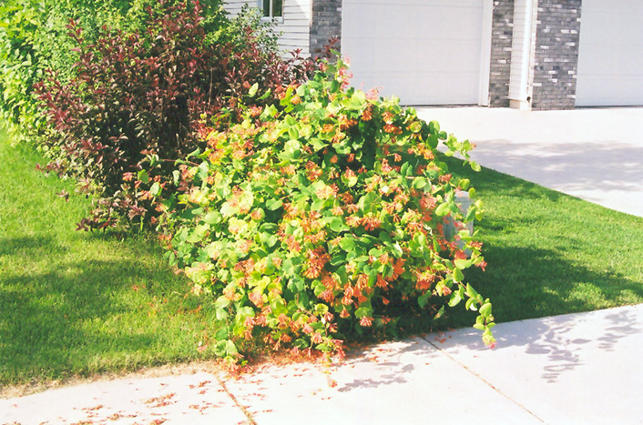 Ricks Garden Center | Honeysuckle 'Mandarin' #1