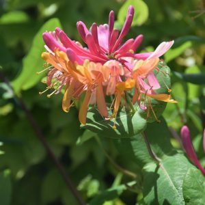 Goldflame Honeysuckle #1