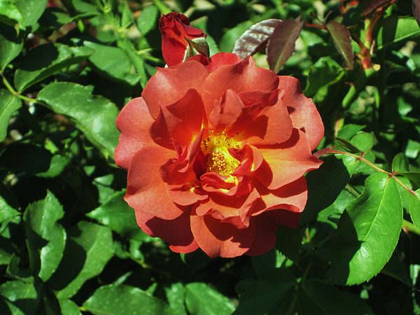 Rose 'Cinco de Mayo' #2