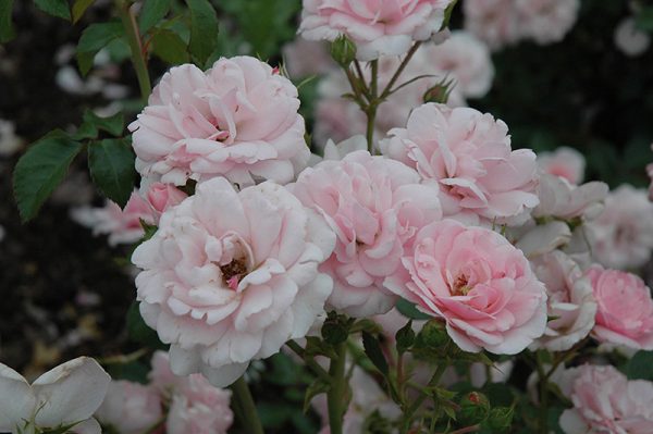 Bonica Rose #3