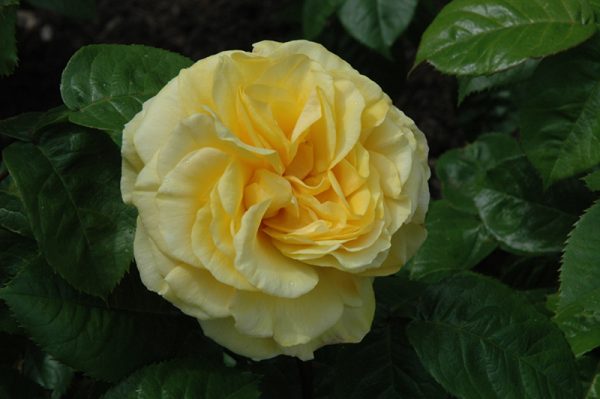 Rose Happy Go Lucky #3