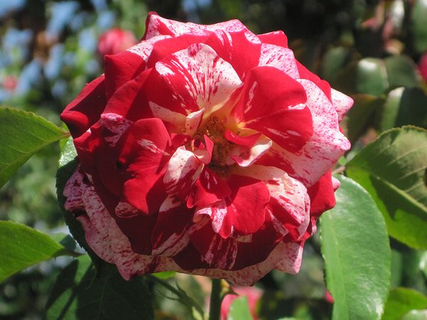 Rose Rock & Roll #2