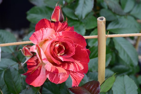 Rose Tropical Lightning #2