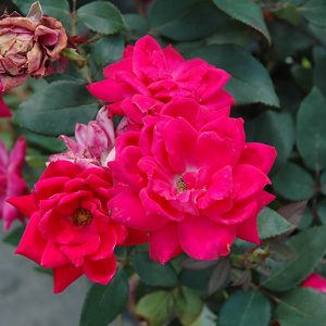 Red Double Knock Out Rose #2