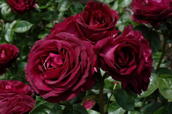 Twilight Zone Rose #3