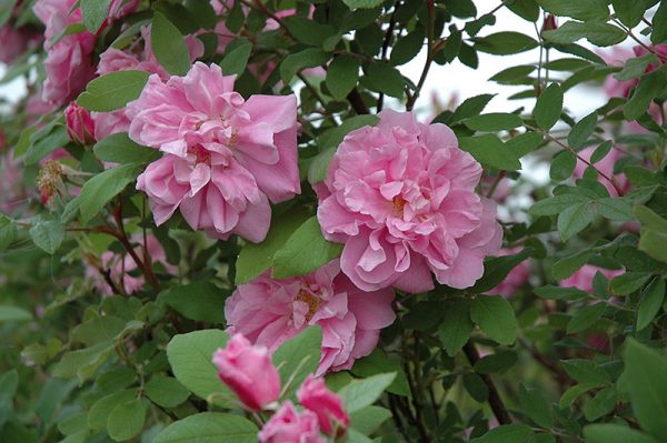Rose Therese Bugnet #2