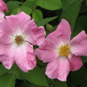 Rugosa Rose #2