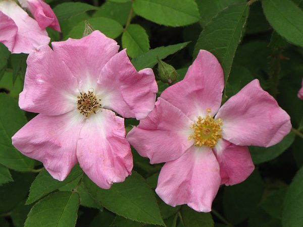Rugosa Rose #2