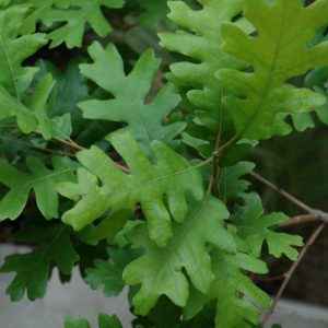 Gambel Oak #5