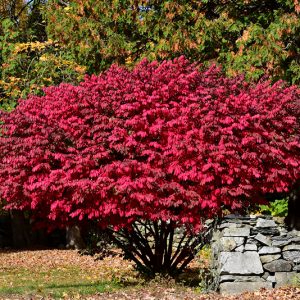 Burning Bush Euonymus #3
