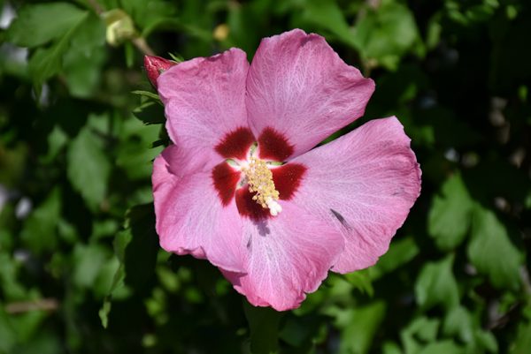 Aphrodite Rose of Sharon #2