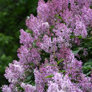 Donald Wyman Lilac #2