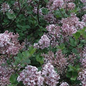 Dwarf Korean Lilac #3