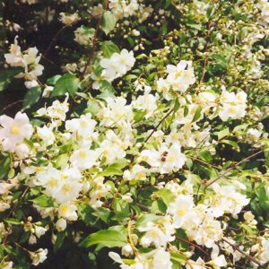 Cheyenne Mock Orange #1