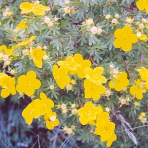 Goldfinger Potentilla #3