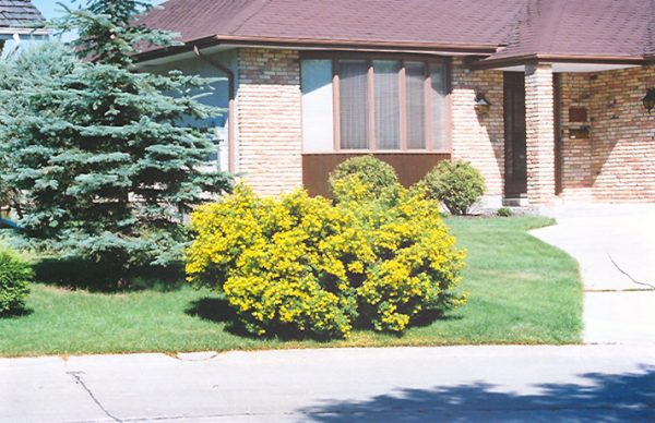 Jackman Potentilla #3