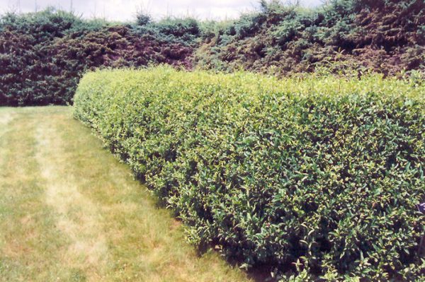 Privet Cheyenne Common #10