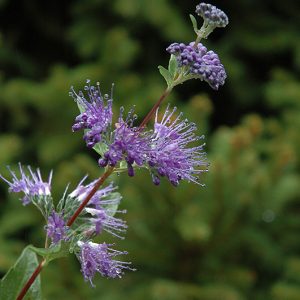 Blue Mist Caryopteris #2
