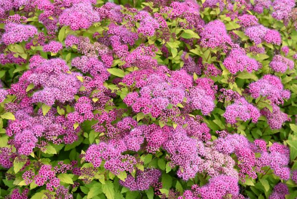 Magic Carpet Spirea #3