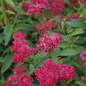 Neon Flash Spirea #3
