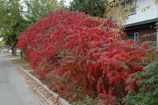 Staghorn Sumac #1