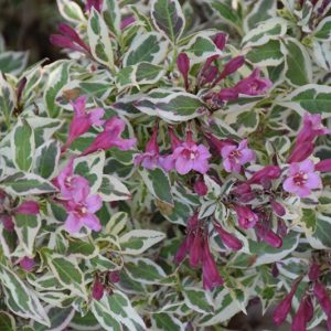 My Monet Weigela #3