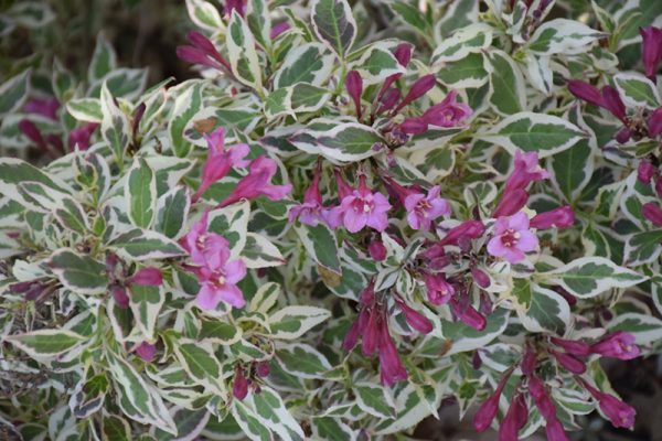 My Monet Weigela #3