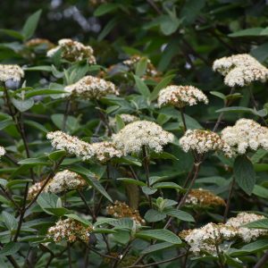 Alleghany Viburnum #3