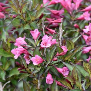 Fine Wine Weigela #2