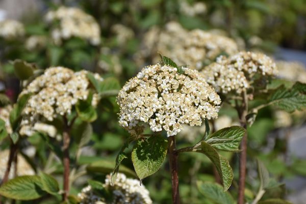 Mohican Viburnum #10