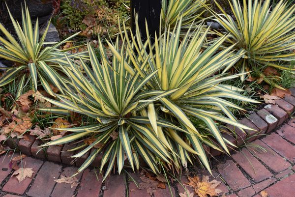 Yucca 'Color Guard' #2