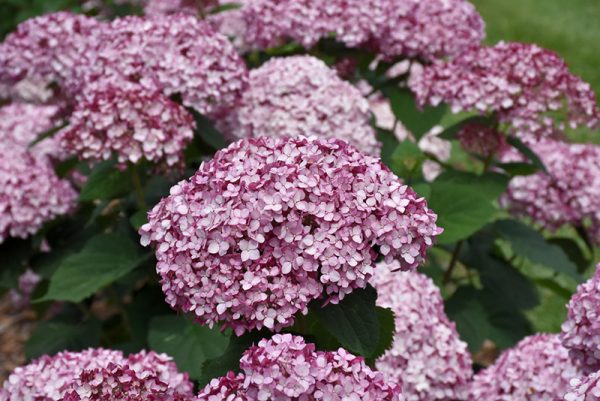 Hydrangea Incrediball Blush