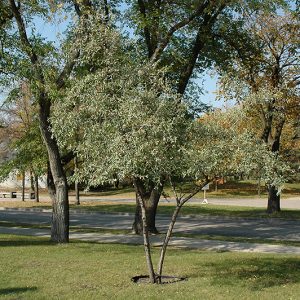 Silver Buffaloberry #5