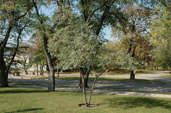 Silver Buffaloberry #1