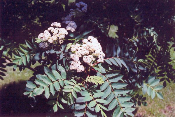 Mountain Ash Western #2