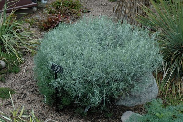 Rabbitbrush Rubber #3