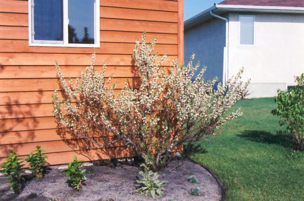Western Sandcherry #1