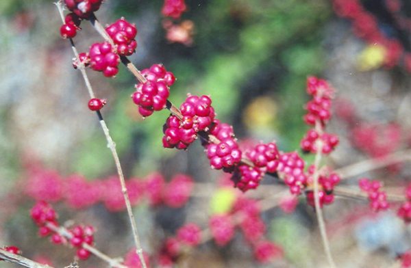 Coralberry Syphoricarpos #5