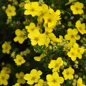 Potentilla Dakota Sunspot #2