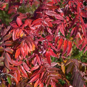 Western Smooth Sumac #1