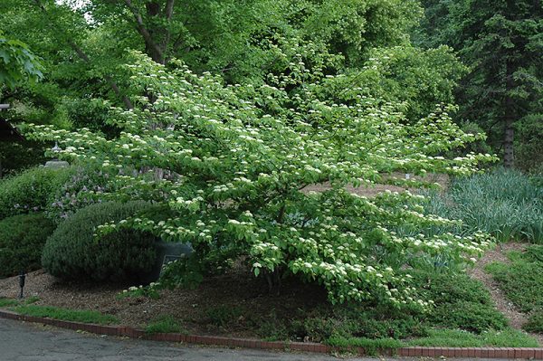 Dogwood Pagoda #2